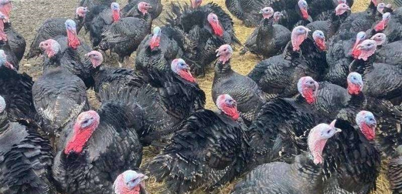 التشيك تعدم 15 ألف ديك رومي بسبب تفشي إنفلونزا الطيور 
