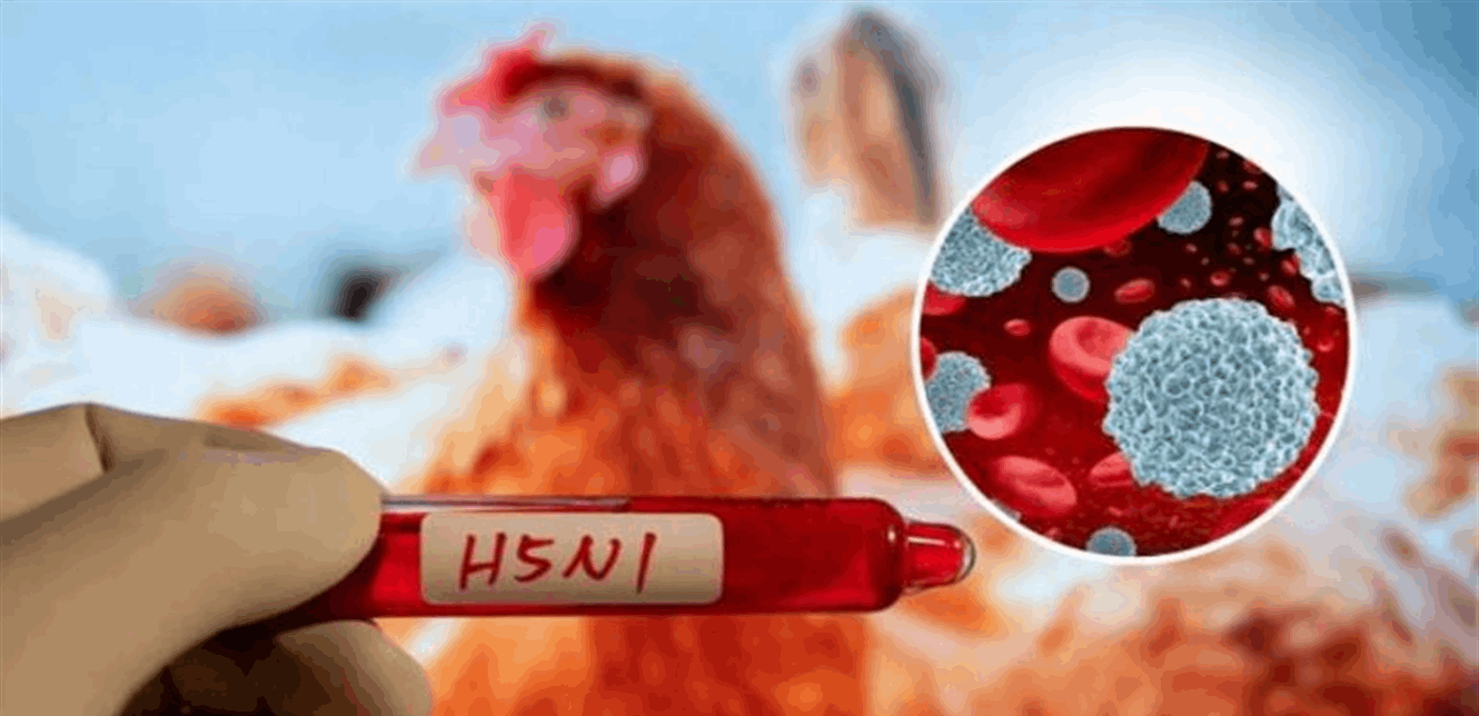 H5N1 ينتشر في دولة عربية