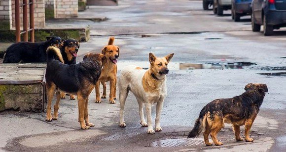 في تركيا... كلابٌ هاجمت ناشطًا مدافعًا عنها (فيديو)