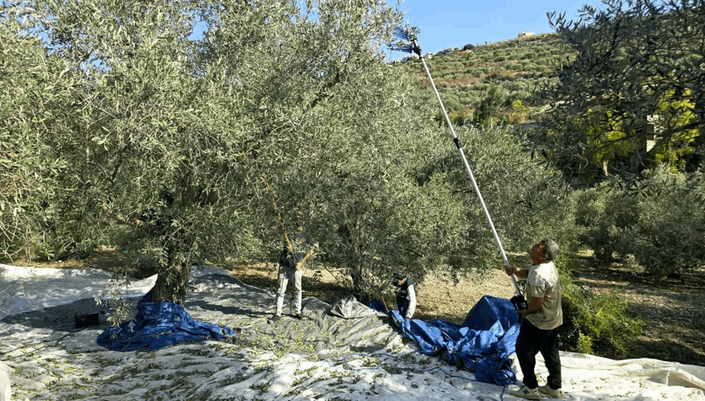 بيان إرشادي من وزارة الزراعة بشأن الممارسات الجيدة لقطاف الزيتون 