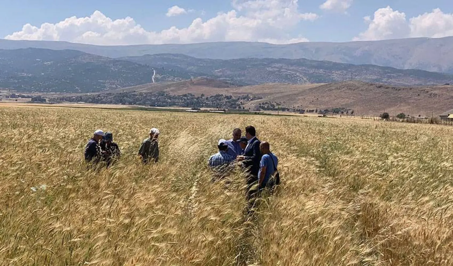 القمح يتراجع  والدولة غائبة.. ما الذي يهدّد رغيف الخبز؟