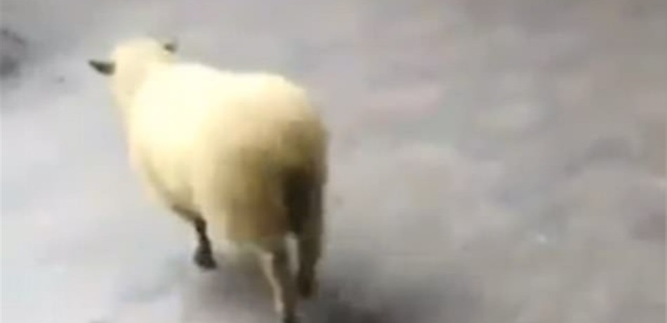 بالفيديو.. خروف يهرب من حديقة ويهاجم الزوار!