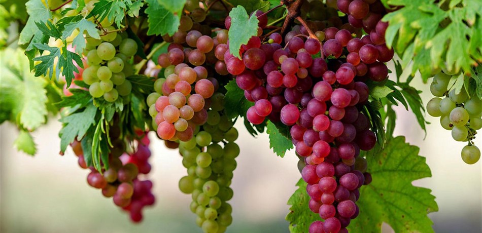 العنب.. علاج ووقاية وفوائد كثيرة