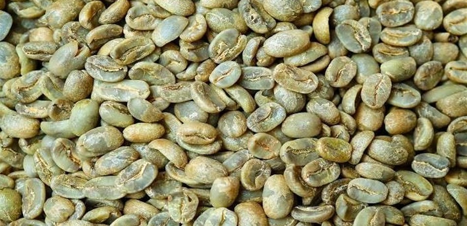 القهوة الخضراء.. حارقة للدهون!