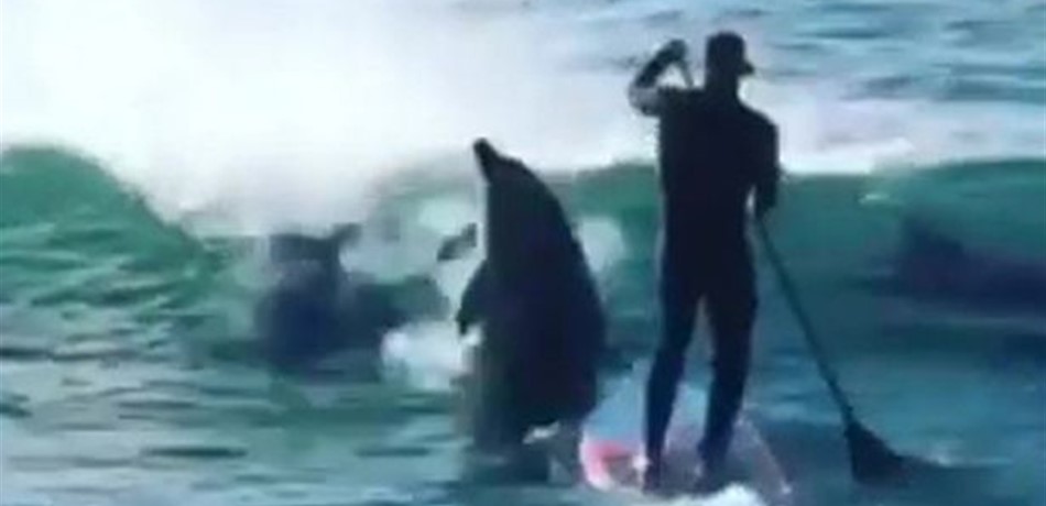 هكذا أغرقت الدلافين أحد المتزلجين.. اليكم التفاصيل