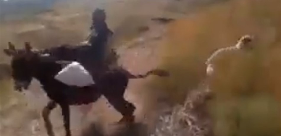 بالفيديو: حمار يسحل رجلاً.. بسبب كلب!