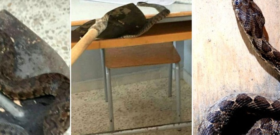 بالصورة: أفعى تتجول بين الصفوف داخل مدرسة بصور!