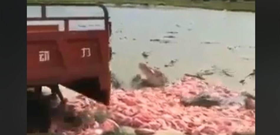 فيديو يحبس الأنفاس.. شاهدوا كيف تتمّ عملية إطعام التماسيح!