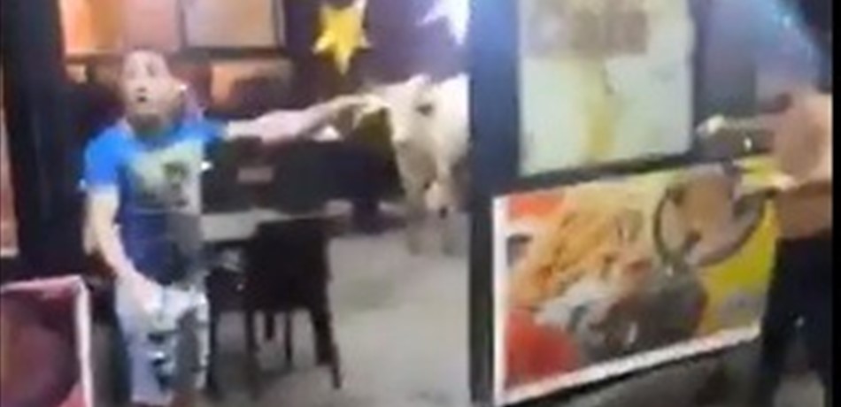 بالفيديو.. ثور هائج يقتحم مقهى في صيدا ويثير الرعب!