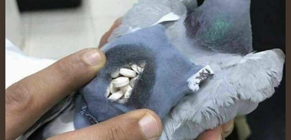 بالصور.. أغرب عملية لتهريب المخدرات بالكويت