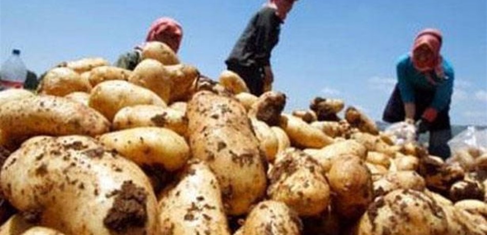 شحنة "بطاطا مهرّبة من سوريا" بقبضة الجمارك