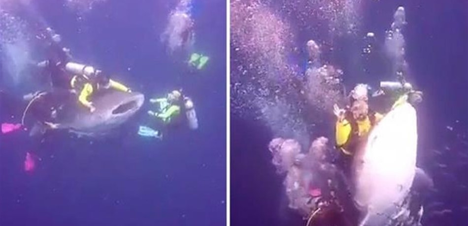 هذا مصير غواص التقط صورة على ظهر قرش مهدّد بالانقراض