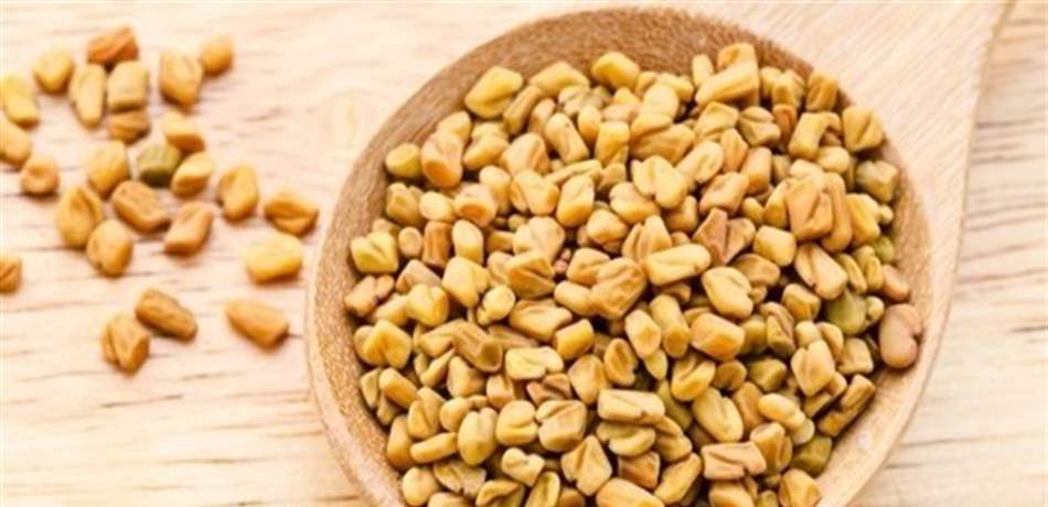 تؤخر الشيب وتقي من قشرة الشعر.. إليكم فوائد الحلبة