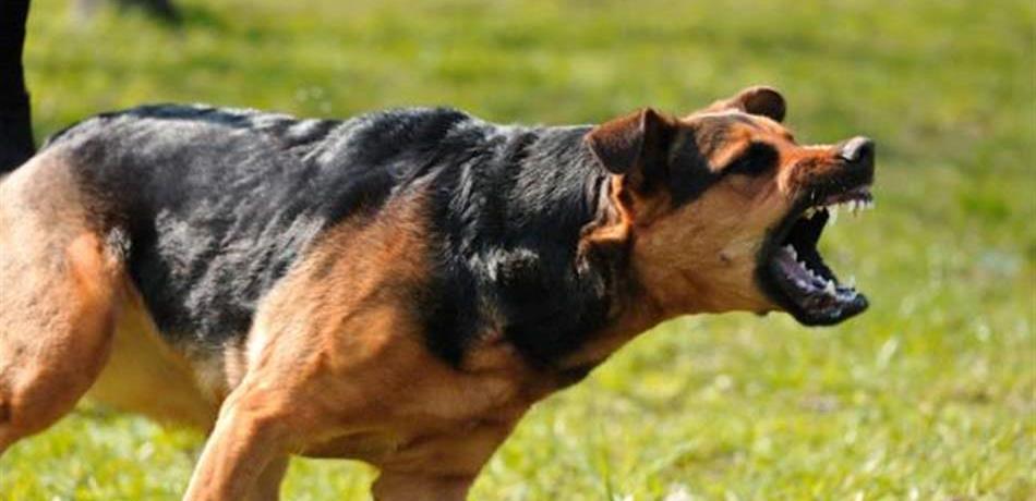 في النبطية.. إصابة 3 أشخاص بجروح بعدما هاجمهم كلبٌ شاردٌ!