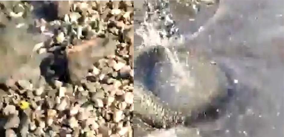مشهد غير مسبوق.. أسماك تطفو على سطح الماء في الكرنتينا (فيديو)