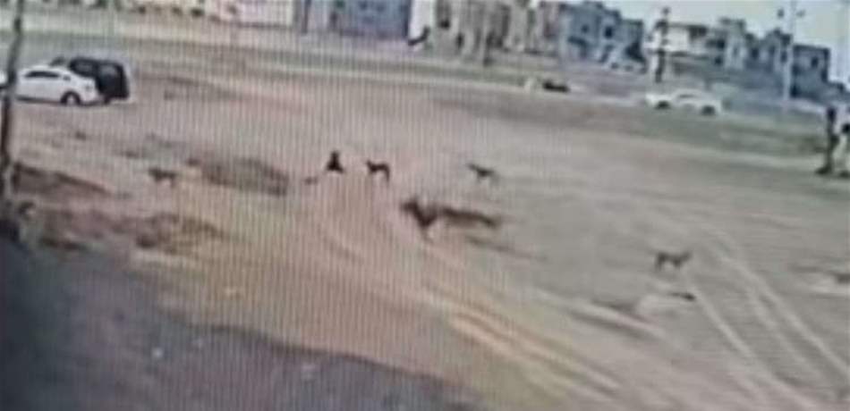 بالفيديو.. كلاب ضالة تهاجم طفل في السعودية