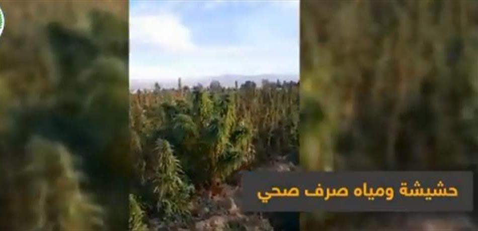 فقط في لبنان.. نبتة الحشيشة تُسقى من الصرف الصحي!