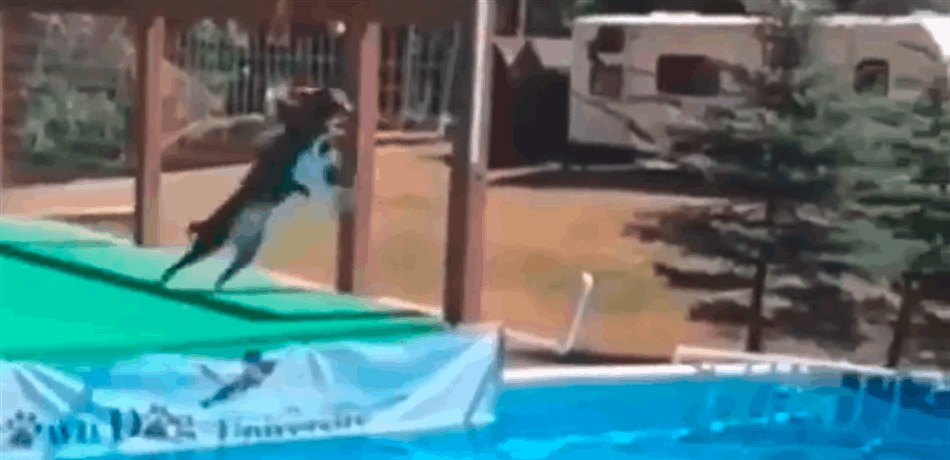 بالفيديو.. قفزة خرافية لكلب في استراليا
