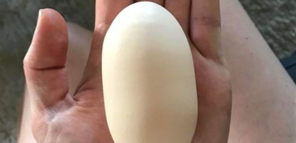 بيضة طويلة تشعل الإنترنت! (صورة) 