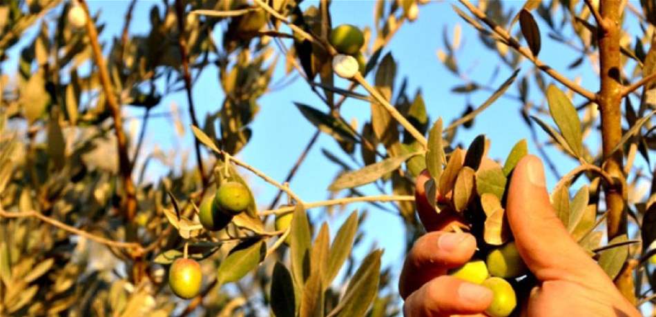 في القبيات.. كان يجمع محصول الزيتون قبل أن تداهمه "رصاصة"