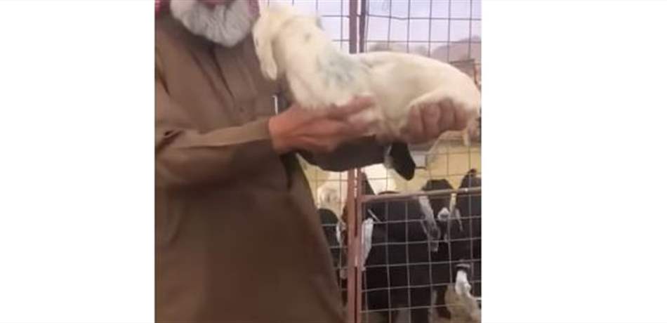 ولادة خروف صغير بدون أطراف! (فيديو) 