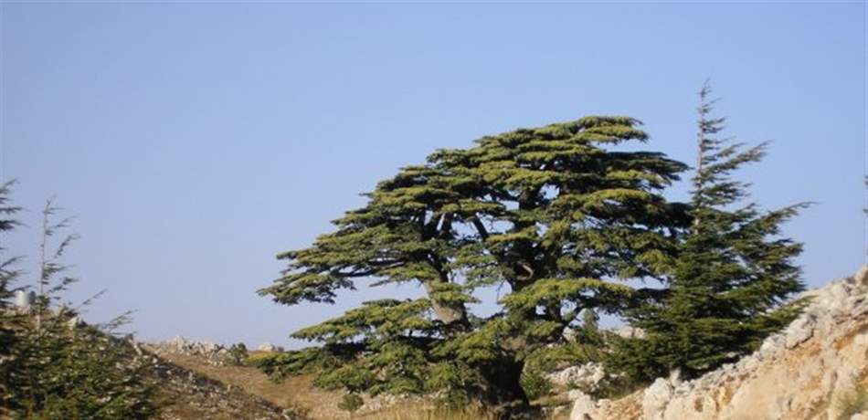 محميات لبنان تستعد لاستقبال 7500 أرزة في هذه المناسبة