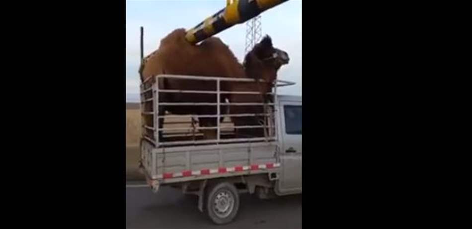 مشهدٌ طريف.. سنامُ جملٍ يمنعه من عبورٍ حاجزٍ! (فيديو) 