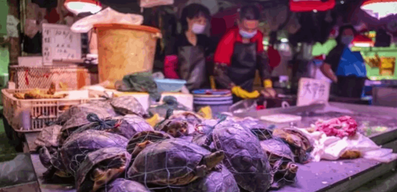 بعد الخفافيش هلع بووهان الصينية.. طالب يصاب بالكوليرا بسبب سلاحف في سوق للأغذية