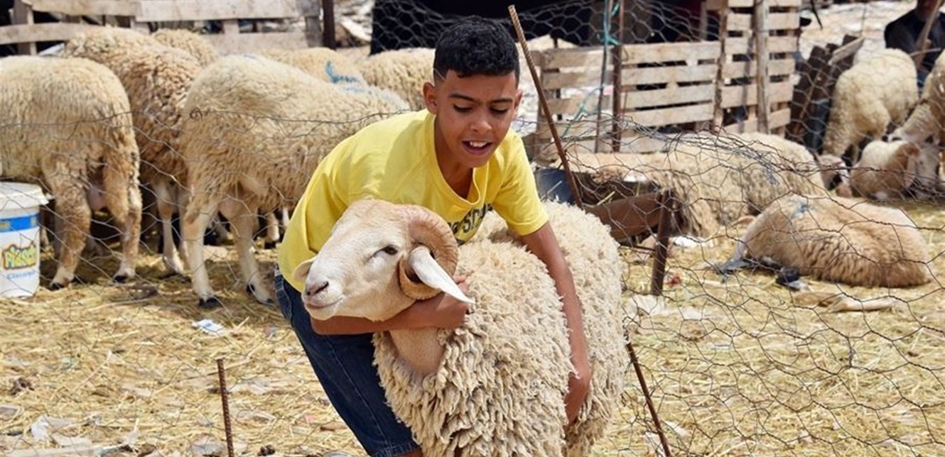 في لبنان والدول العربية.. إليكم أسعار أضاحي العيد بالدولار