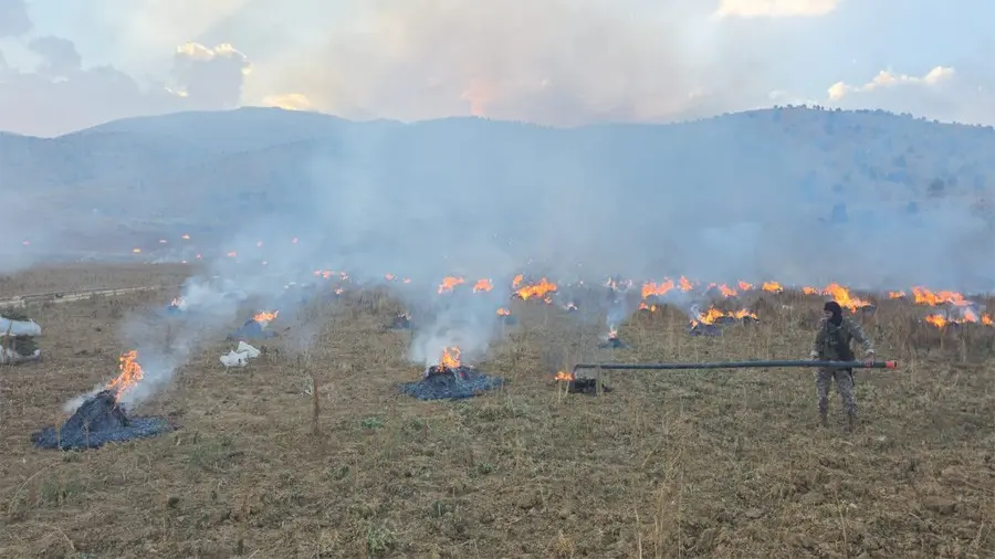 الجيش يتلف 60 طناً من حشيشة الكيف ويوقف مطلوباً في بريتال