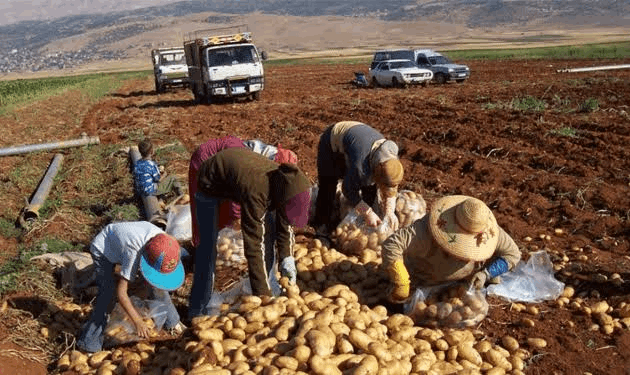 انفراج مرتقب للصادرات الزراعية اللبنانية
