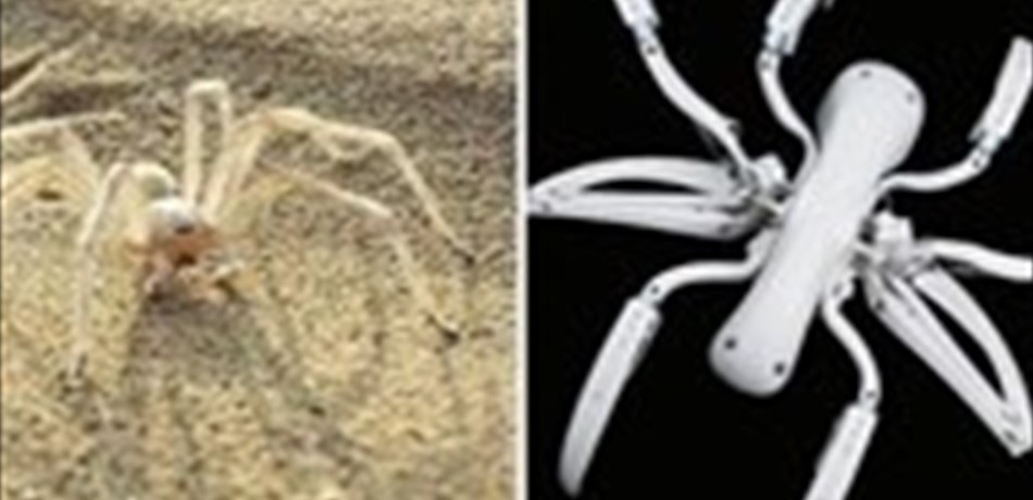 يمكنه المشي وتسلق الجبال.. شركة تبتكر عنكبوتاً آلياً بـ8 أرجل