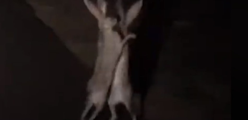 بالفيديو.. شجار طريف بين أرنًبيْن في الطريق!