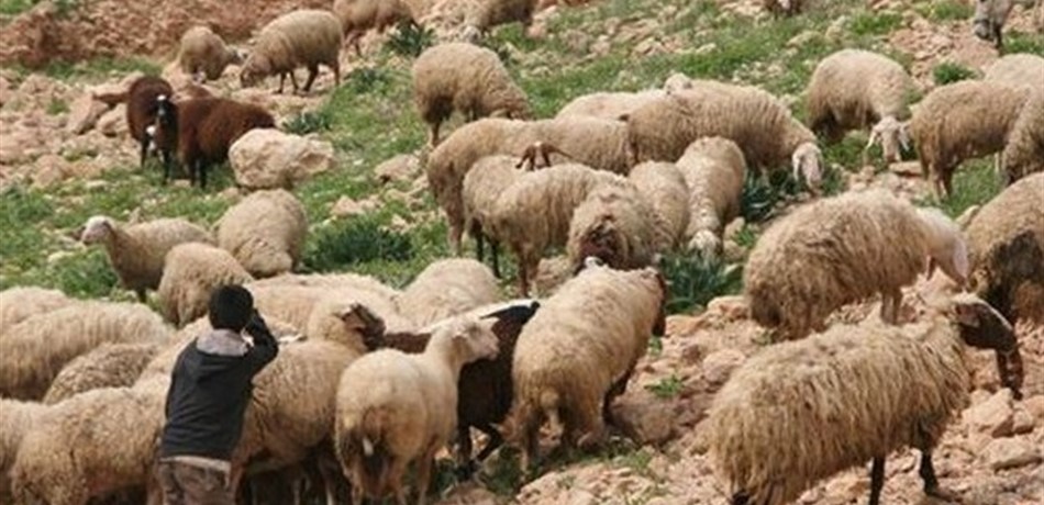 نجاة راع لبناني بعد تعرض قطيعه لإطلاق نار في خراج شبعا