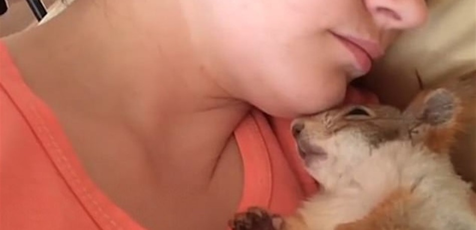 بالفيديو.. سنجاب يأسر القلوب بطريقة نومه!