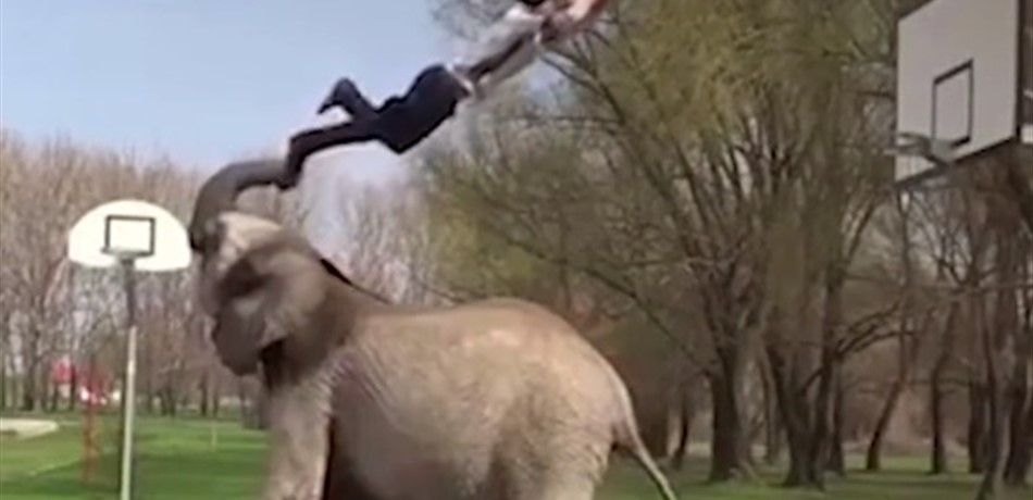 بالفيديو.. فيل يساعد شاباً بتنفيذ "سلام دانك"!