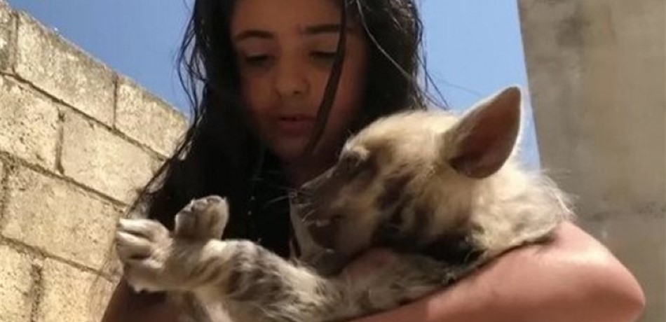 صديقة الضباع.. طفلة بعمر الـ7 سنوات تربي هذه الحيوانات المفترسة حتى تكبر! 