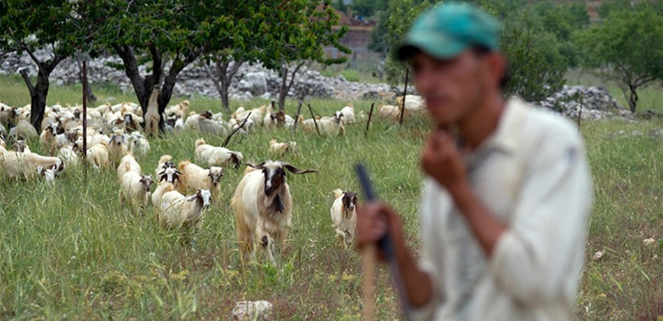 بسبب "الزمور".. ضربوه وحطموا شاحنته!