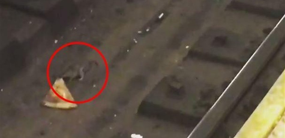 بالفيديو.. فأر جائع يسحب شريحة "بيتزا" في الشارع!