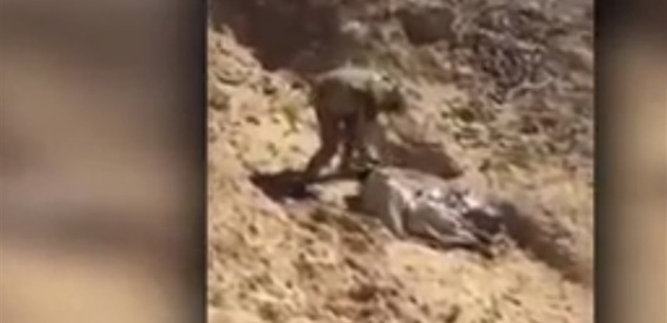 فيديو يثير ضجّة في مصر.. "إعدام" طفل بدمٍ بارد!