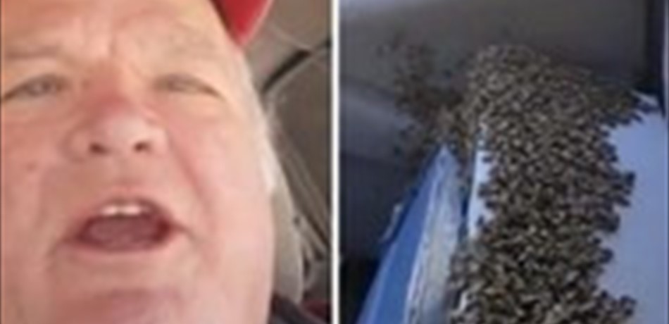 بالفيديو.. كيف تفادى هذا السائق لدغات سرب نحل غزا شاحنته؟