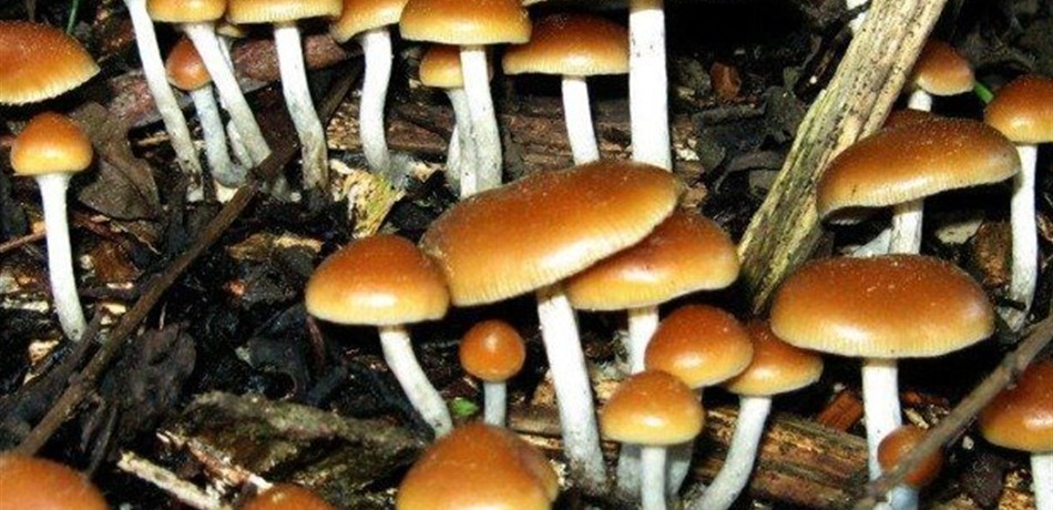 قريباً.. وباء يقضي على النباتات والحيوانات والناس!