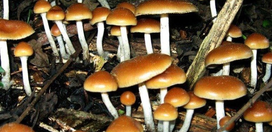 قريباً.. وباء يقضي على النباتات والحيوانات والناس