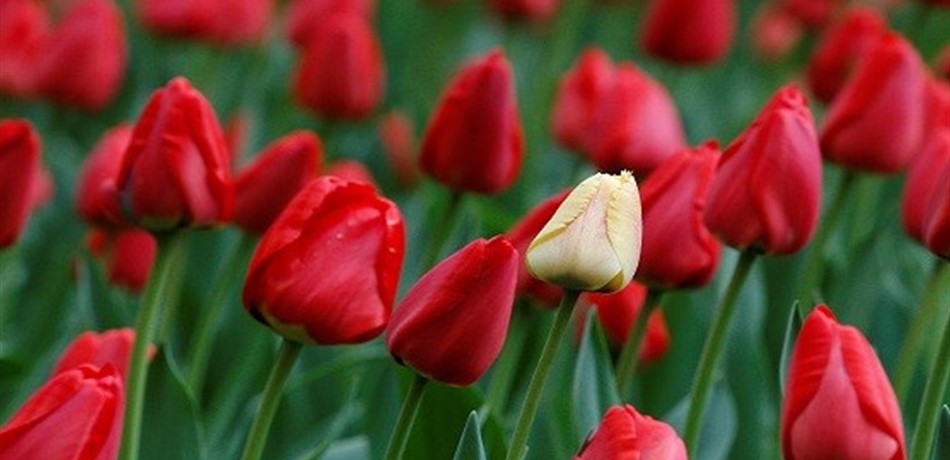  تركيا.. 11 ألف دولار غرامة لمن يقطف هذه الزهرة