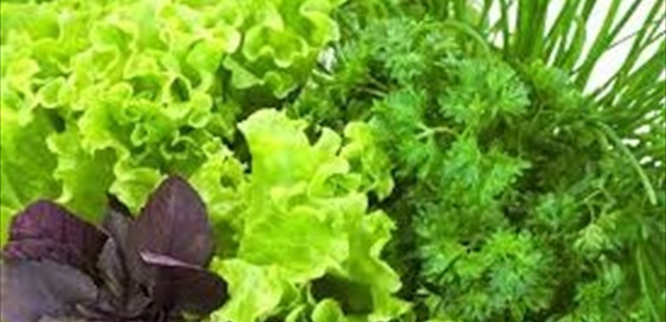 تعرّف إلى أكثر الأعشاب فائدة للجسم!
