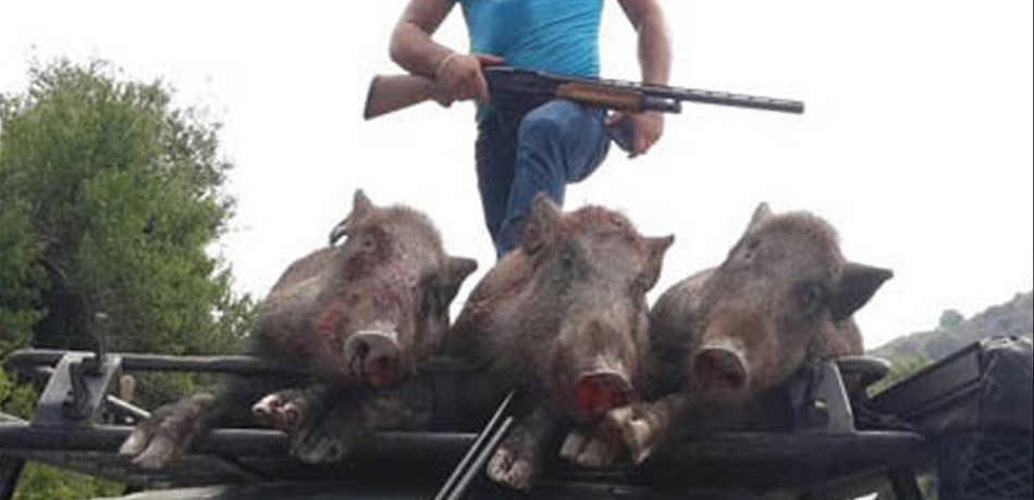  استقصاء الجنوب يوقف 3 أشخاص لاصطيادِهم الخنازير