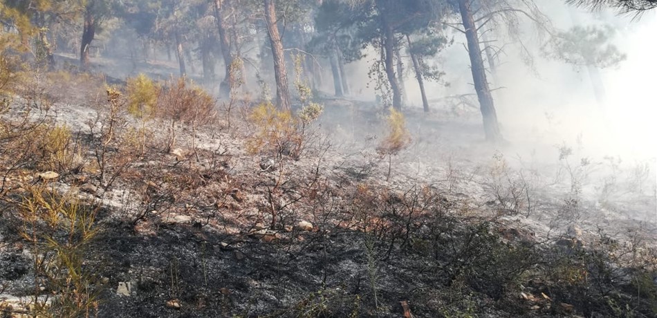حريق كبير بين القبيات وبيت جعفر والكنائس تدعو شبان المنطقة للمساعدة