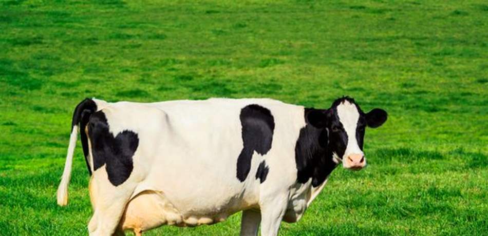 ما جديد قضية باخرة الأبقار المريضة بالجمرة الخبيثة؟ 