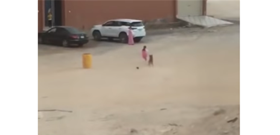 طفلة تنجو من أنياب كلبٍ مسعور.. في اللحظات الأخيرة! (فيديو) 