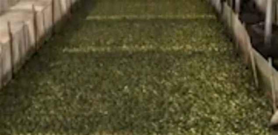 مشهد مخيفٌ.. آلاف الضفادع تستعدُّ لتتحوّل إلى وجبات شهية! 